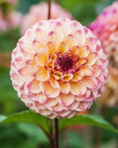 DAHLIA WINE EYED JILL 10 kusov